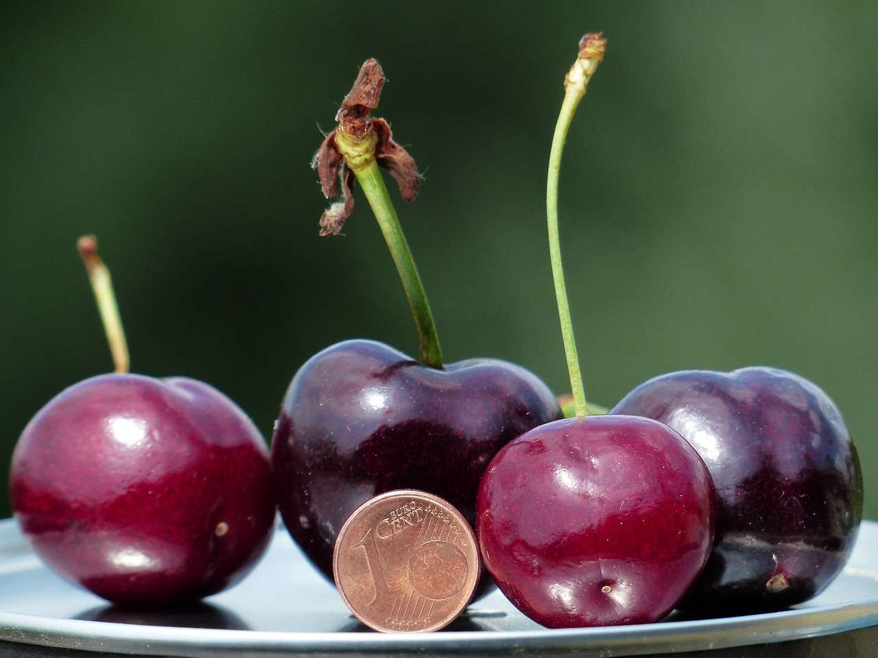 Dark Red Cherries on a plate with green stems